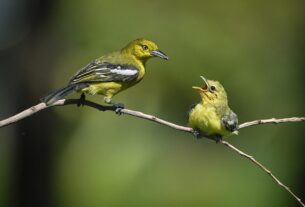 Beitragsbild Videoaufnahme / Video Recording Aufnahmetechniken Playlist mit Video Anleitungen, Tutorials Tierfotografie und Tier-Videos