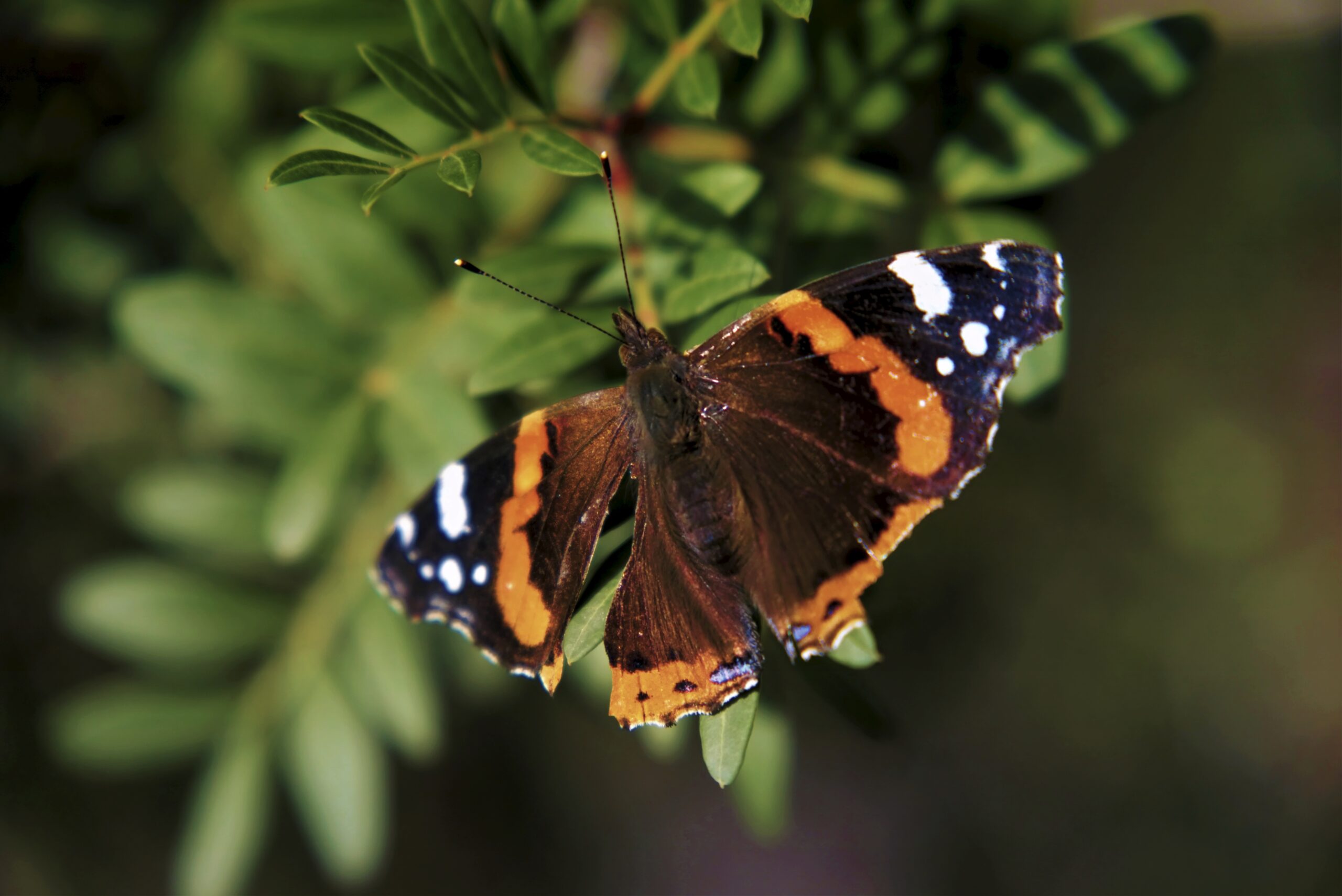 Foto SusiSorglos Schmetterling Admiral Makro