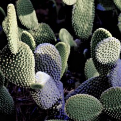 Foto Spanien Altea Garten Pflanzen Opuntia microdasys Ohrenkaktus © SissiSorglos 2024