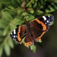 Foto SusiSorglos Schmetterling Admiral Makro